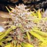интернет магазин семян конопли Auto Fat Banana feminised Ganja Seeds