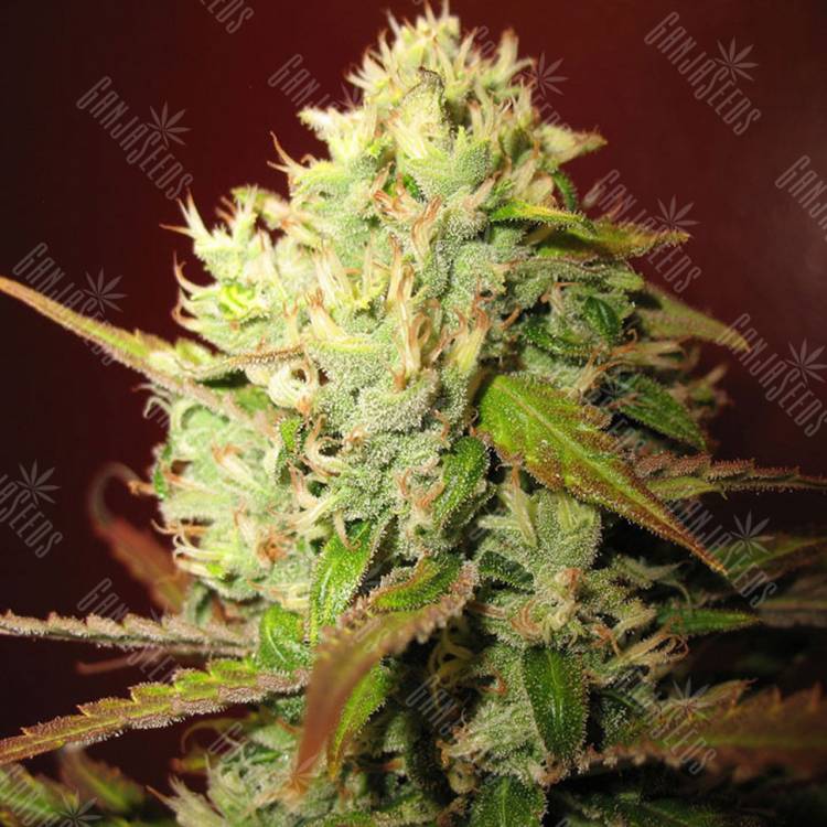 семена конопли в России Lemon Skunk feminised Green House Seeds семена конопли в России Lemon Skunk feminised Green House Seeds
