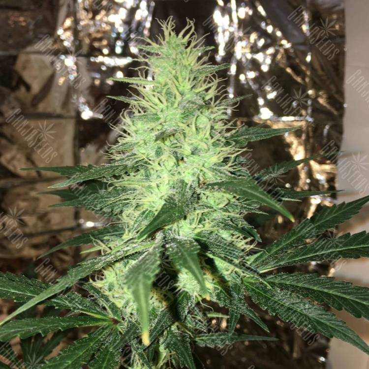 купить в России Auto Critical Cheese feminised