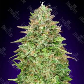 Critical Poison Fast Version feminised 00 Seeds