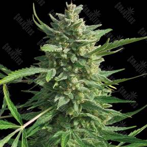 Critical Kush regular Barneys Farm