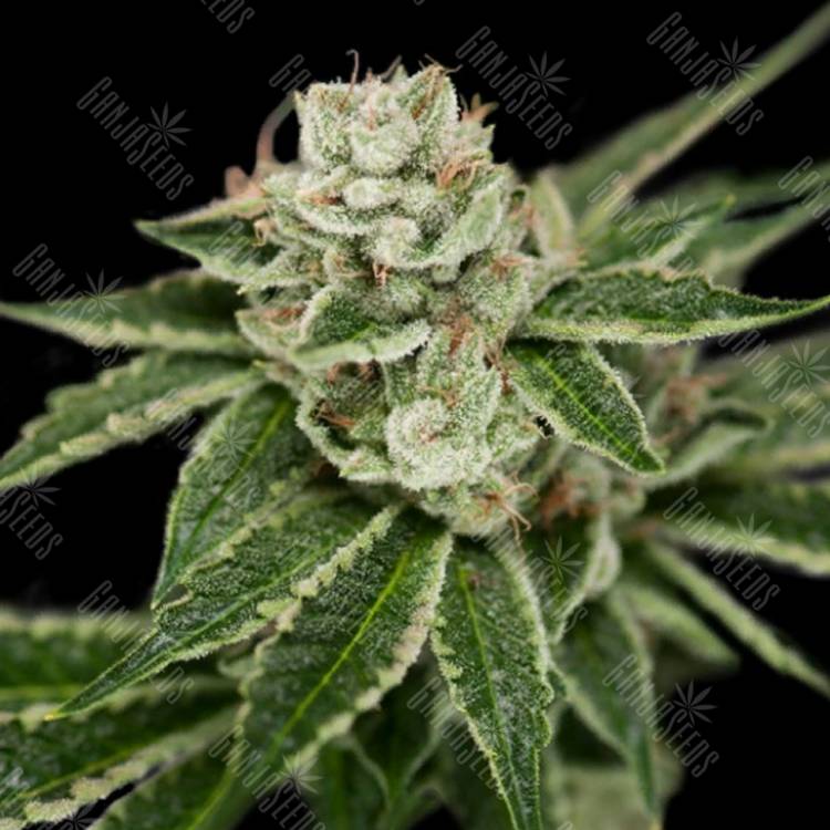 семена конопли аутдор Crocketts Dawg regular Crockett Family Farms семена конопли аутдор Crocketts Dawg regular Crockett Family Farms