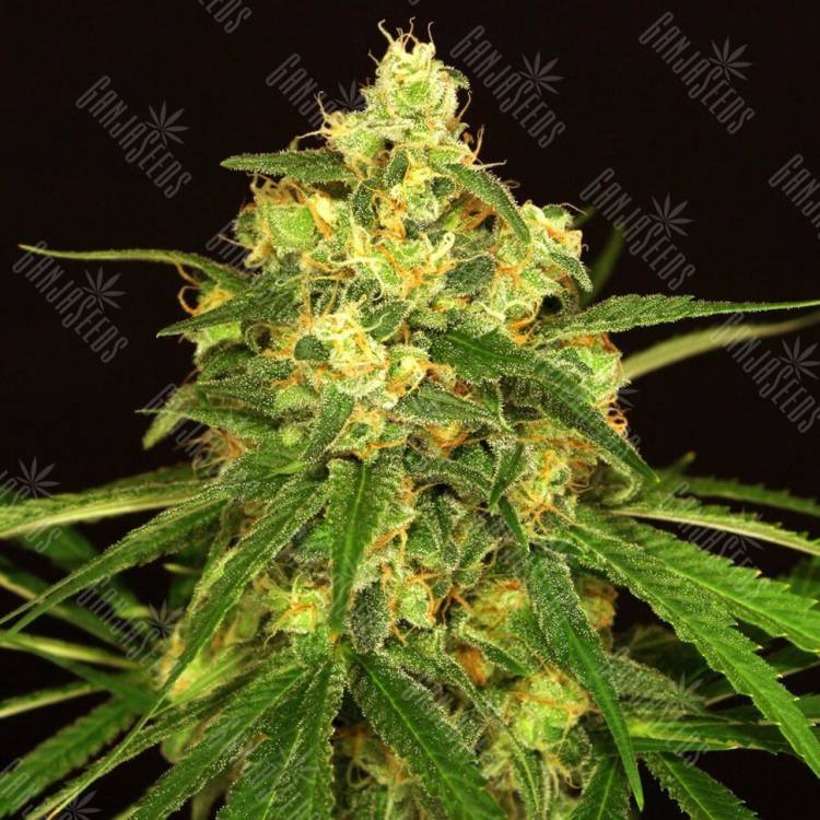 семена индийской конопли Tangerine Kush regular Exotic Seed