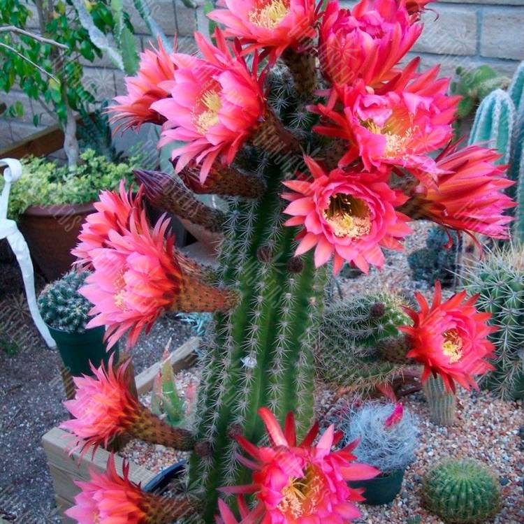 Семена кактусов Trichocereus hybrid