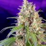 купить семена конопли почтой Crystal Candy feminised Ganja Seeds Fast Version