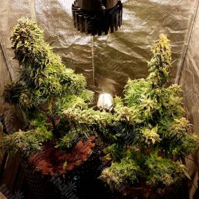 Auto Jack Herer feminised Ganja Seeds