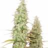 Auto MIX regular Ganja Seeds