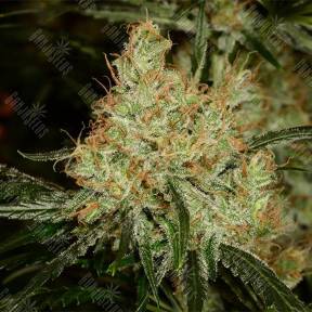K-Train feminised Green House Seeds