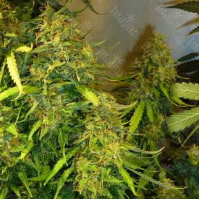 Fast Bud regular Ganja Seeds