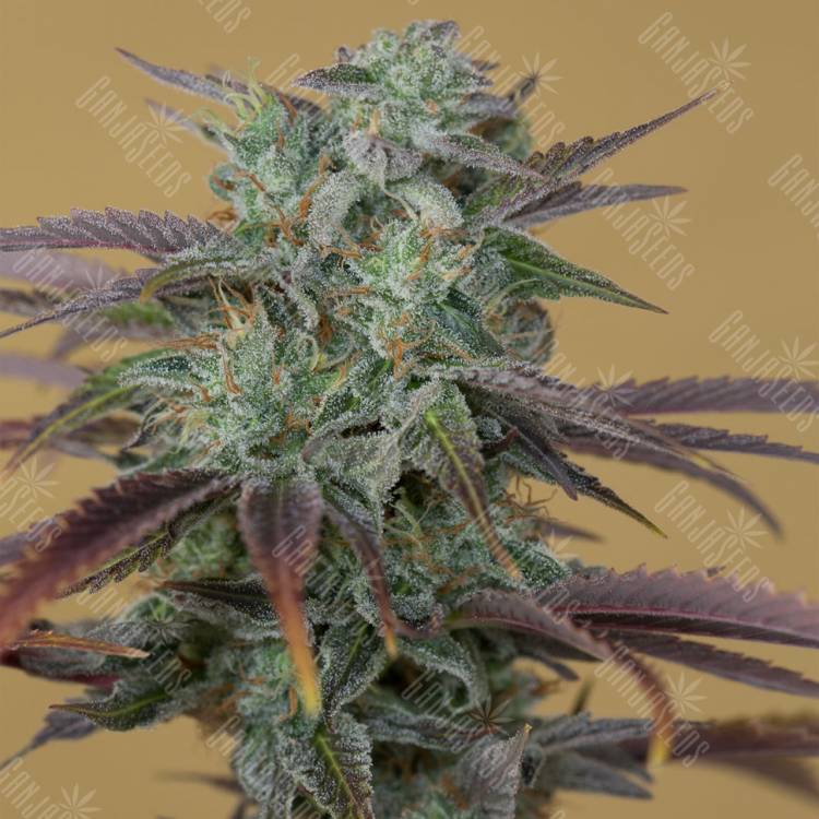 купить семена конопли Lemon Kush Headband feminised Humboldt Seeds