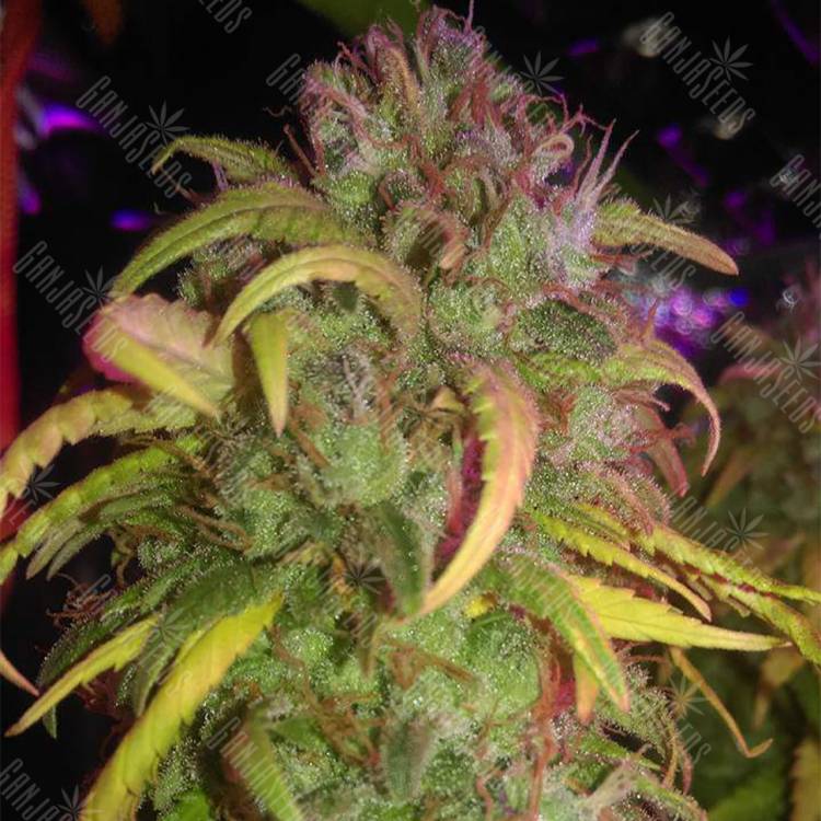 семена конопли интернет магазин L.A. Amnesia feminised Paradise Seeds семена конопли интернет магазин L.A. Amnesia feminised Paradise Seeds