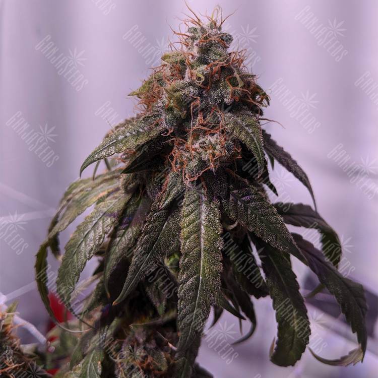 Семена конопли Gorilla Glue feminised Ganja Seeds Семена конопли Gorilla Glue feminised Ganja Seeds