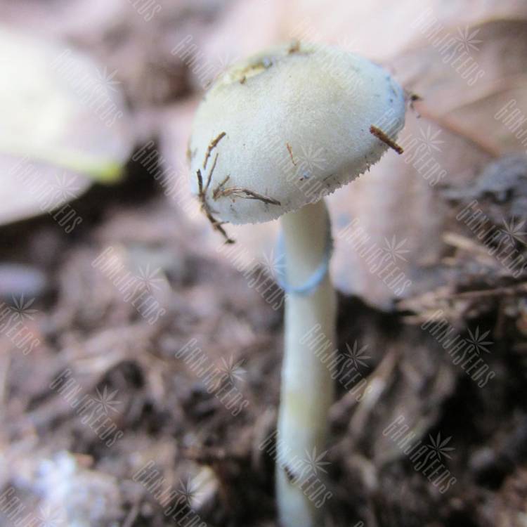 Споровый отпечаток Natalensis Споровый отпечаток Natalensis