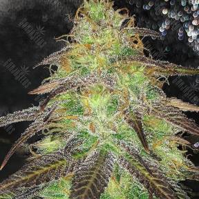 Cream Caramel feminised Ganja Seeds