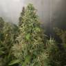 Kali Mist feminised Breeders Community Seeds