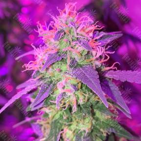 G1 regular Ganja Seeds