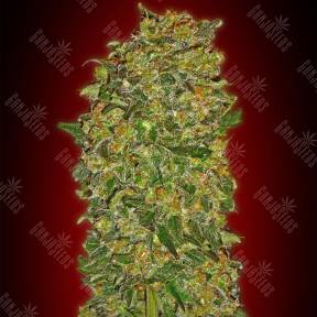Female Collection №2 feminised 00 Seeds