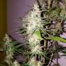 семена конопли почтой Lemon Thai Kush feminised Humboldt Seeds семена конопли почтой Lemon Thai Kush feminised Humboldt Seeds