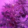 семена конопли недорого Auto Blueberry Kush feminised Nirvana Seeds
