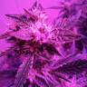 качественные семена конопли Auto Blueberry Kush feminised Nirvana Seeds