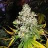 семена конопли в оригинальных упаковках Magic Bud feminised Paradise Seeds