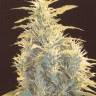хорошие семена конопли Lennon feminised Pyramid Seeds хорошие семена конопли Lennon feminised Pyramid Seeds
