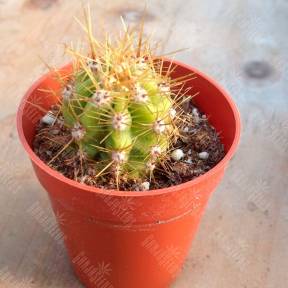 Trichocereus candicans