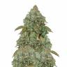 Семена конопли Auto MaxiGom feminised GanjaLiveSeeds