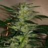 семена конопли аутдор Jack Herer feminised Green House Seeds семена конопли аутдор Jack Herer feminised Green House Seeds