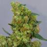 семена конопли марихуаны Jack Herer feminised Green House Seeds семена конопли марихуаны Jack Herer feminised Green House Seeds