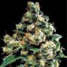 семена конопли элитных сортов Jack Herer feminised Green House Seeds семена конопли элитных сортов Jack Herer feminised Green House Seeds