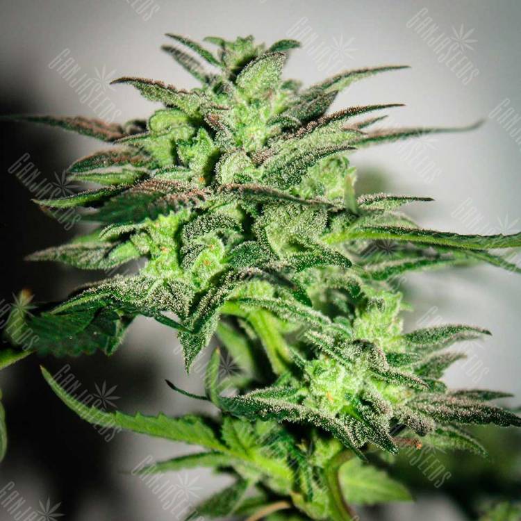 Mazar feminised Breeders Community Seeds Mazar feminised Breeders Community Seeds