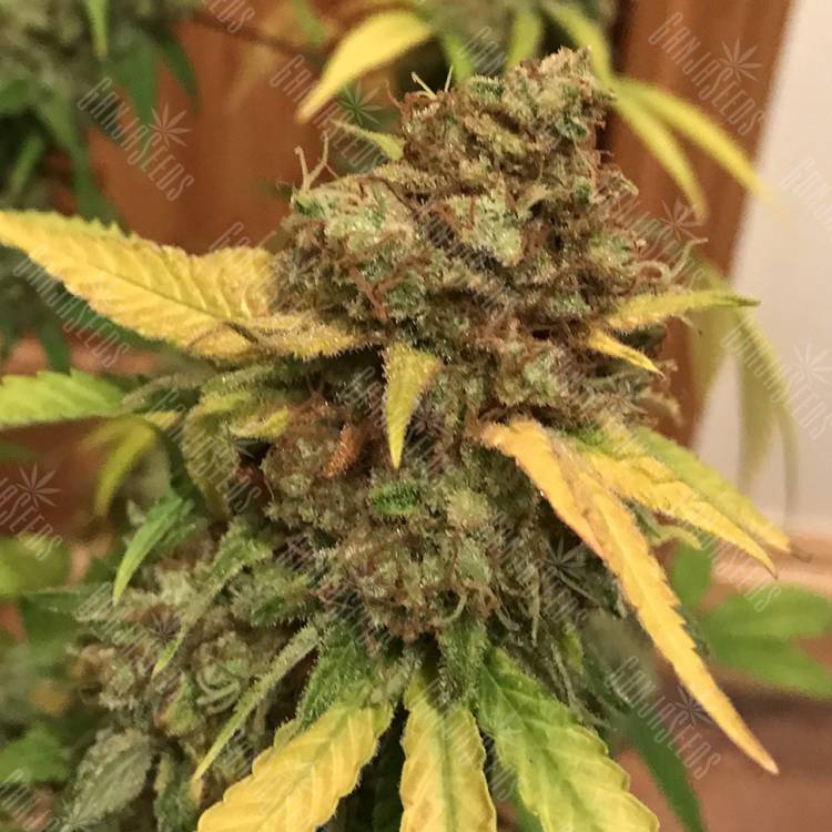 семена конопли в фирменной упаковке Mendocino Skunk feminised Paradise Seeds