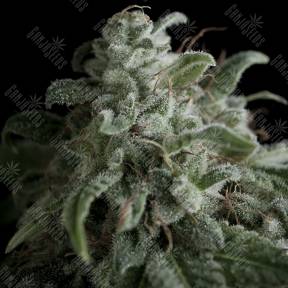 Nefertiti feminised Pyramid Seeds