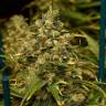 качественные семена конопли Green Poison CBD feminised Sweet Seeds