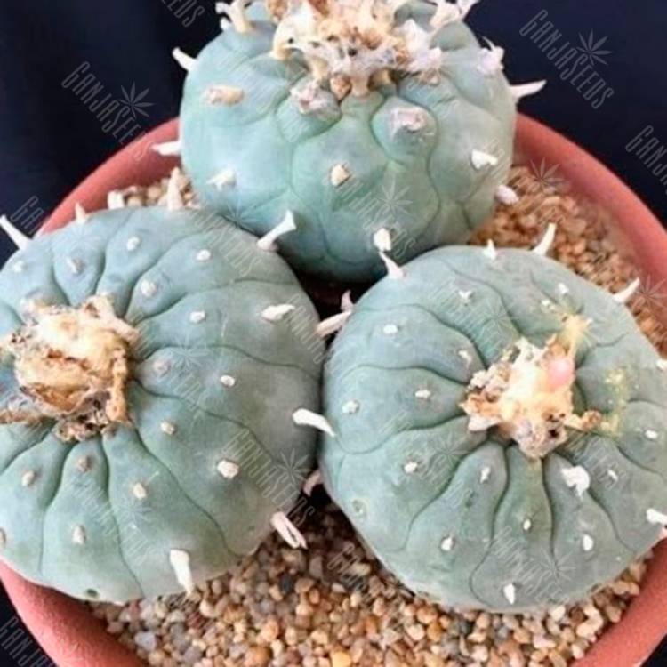 Семена кактусов Lophophora williamsii VZD 020