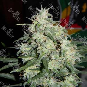 Auto Little Russian feminised Ganja Seeds