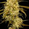 Auto Haze Gom feminised Ganja Seeds