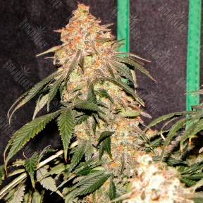 Agamotto feminised GanjaVIP Seeds