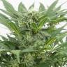заказать семена конопли Auto Dinamex feminised
