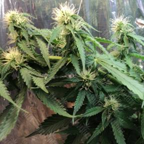 Auto Buddha Assorted feminised Buddha Seeds