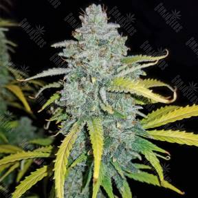 Auto Blue Dream'matic feminised Fast Buds