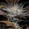 семена конопли в России Lost Coast OG feminised Humboldt Seeds