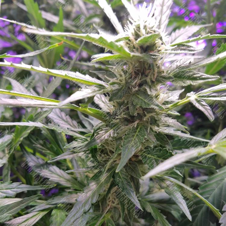 заказать качественные семена конопли Auto Lemon OG Haze feminised Nirvana Seeds заказать качественные семена конопли Auto Lemon OG Haze feminised Nirvana Seeds