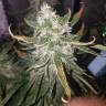 семена конопли автоцвет Auto Lemon OG Haze feminised Nirvana Seeds семена конопли автоцвет Auto Lemon OG Haze feminised Nirvana Seeds