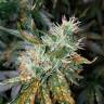 хорошие семена конопли Auto Lemon OG Haze feminised Nirvana Seeds хорошие семена конопли Auto Lemon OG Haze feminised Nirvana Seeds