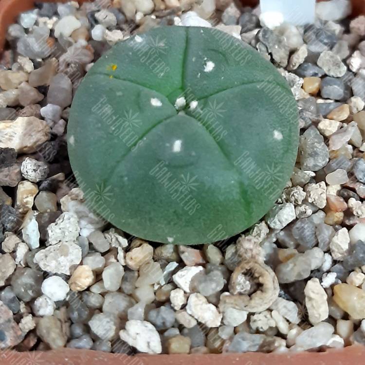 Семена кактуса Lophophora williamsii var. refugio