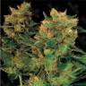 Hash Plant feminised Ganja Seeds