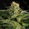 Hash Plant feminised Ganja Seeds