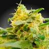 CBDivine feminised Ganja Seeds качественные семена конопли CBDivine feminised Ganja Seeds качественные семена конопли